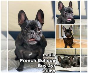 French Bulldog Dogs for adoption in Seattle, WA, USA
