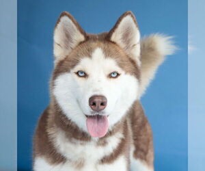 Siberian Husky Dogs for adoption in Pasadena, CA, USA
