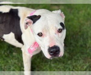 American Pit Bull Terrier Dogs for adoption in Tulsa, OK, USA