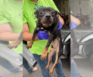 Chihuahua-Unknown Mix Dogs for adoption in Lawrenceville, NJ, USA