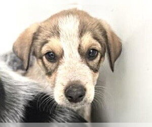 Mutt Dogs for adoption in Houston, TX, USA