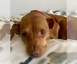 Medium Photo #2 Miniature Pinscher-Unknown Mix Puppy For Sale in Oakhurst, NJ, USA