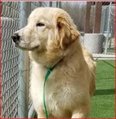 Golden Pyrenees Dogs for adoption in Dallas, TX, USA