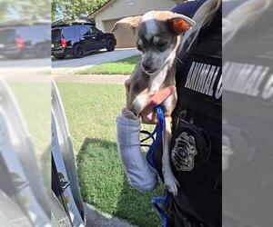 Chihuahua-Unknown Mix Dogs for adoption in Houston, TX, USA