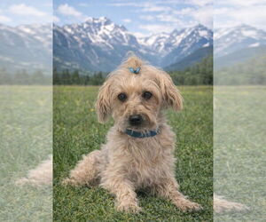 Mutt Dogs for adoption in Bon Carbo, CO, USA