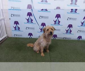 Silky Terrier Dogs for adoption in Orlando, FL, USA