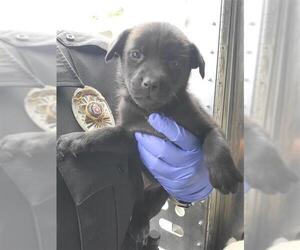 Labrador Retriever-Unknown Mix Dogs for adoption in San Antonio, TX, USA