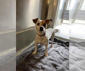 Chihuahua Dogs for adoption in San Martin, CA, USA