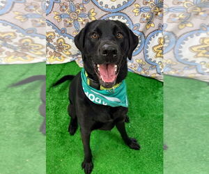 Labrador Retriever Dogs for adoption in Bryant, AR, USA