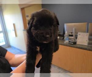 Border Collie-Unknown Mix Dogs for adoption in Orange, CA, USA