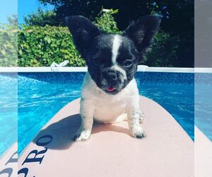 French Bulldog Dogs for adoption in Brights Grove, Ontario, Canada