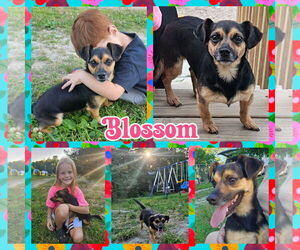 Chiweenie Dogs for adoption in Blacksburg, SC, USA
