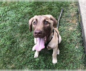 Chesapeake Bay Retriever Dogs for adoption in COLUMBIA, MD, USA