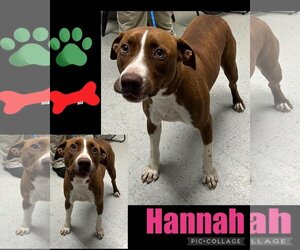 American Pit Bull Terrier Dogs for adoption in Jeffersonville, GA, USA