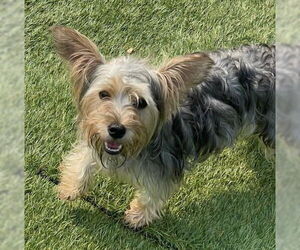 Poodle (Toy)-Unknown Mix Dogs for adoption in Social Circle, GA, USA