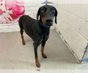 Doberman Pinscher Dogs for adoption in San Bernardino, CA, USA