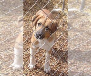 Great Pyrenees-Mountain Cur Mix Dogs for adoption in Birch Tree, MO, USA