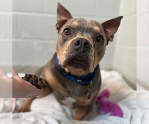 American Pit Bull Terrier Dogs for adoption in Boston, MA, USA