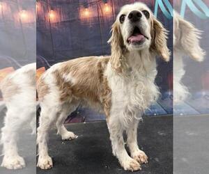 Cocker Spaniel Dogs for adoption in Westminster, MD, USA