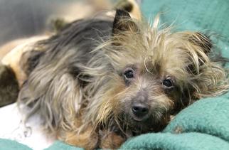 Silky Terrier Dogs for adoption in Dedham, MA, USA
