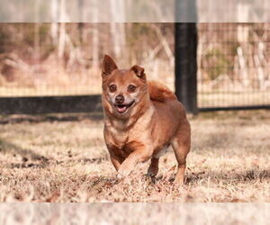 Chihuahua-Unknown Mix Dogs for adoption in Warrenton, VA, USA