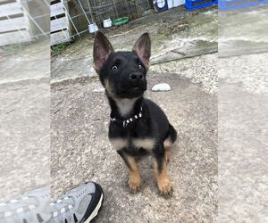 German Shepherd Dog-Unknown Mix Dogs for adoption in Imlay City, MI, USA