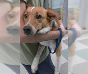 Mutt Dogs for adoption in Oklahoma City, OK, USA