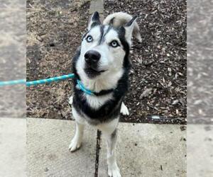 Siberian Husky Dogs for adoption in Decatur, IL, USA