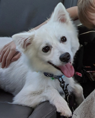 American Eskimo Dog Dogs for adoption in Pikesville, MD, USA