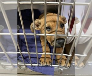 Plott Hound Dogs for adoption in Waco, TX, USA