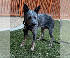 Mutt Dogs for adoption in Las Vegas, NV, USA