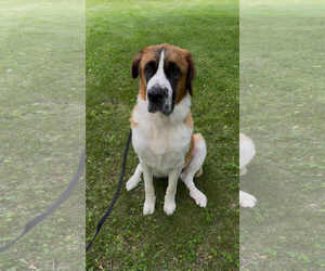 Saint Bernard Dogs for adoption in Duluth, MN, USA