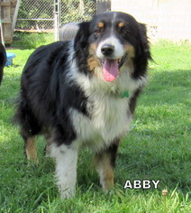 Australian Shepherd Dogs for adoption in Lindsay, CA, USA