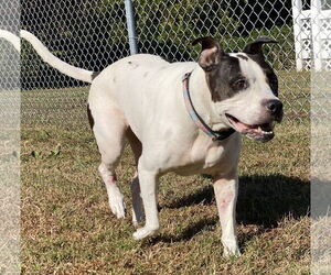 American Pit Bull Terrier Dogs for adoption in Virginia Beach, VA, USA