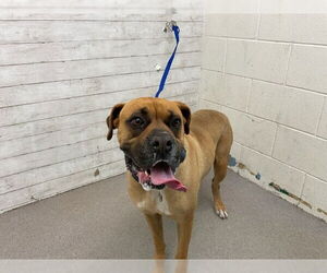 Boxer Dogs for adoption in San Bernardino, CA, USA