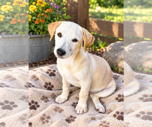 Dachshund Dogs for adoption in Menifee, CA, USA