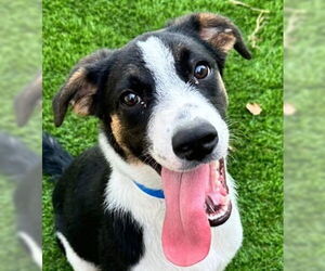 Mutt Dogs for adoption in Canton, CT, USA