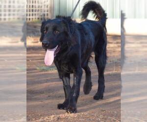 Labrador Retriever-Unknown Mix Dogs for adoption in Penngrove, CA, USA