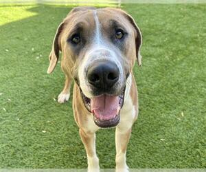 Great Dane-Unknown Mix Dogs for adoption in Raleigh, NC, USA