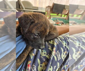 Plott Hound-Unknown Mix Dogs for adoption in New Orleans, LA, USA