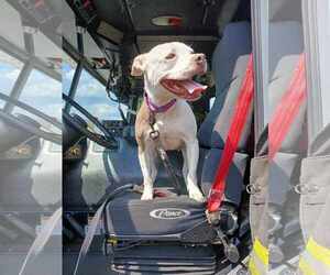 American Pit Bull Terrier-Unknown Mix Dogs for adoption in Rustburg, VA, USA