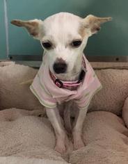 Chihuahua Dogs for adoption in Ardsley, NY, USA