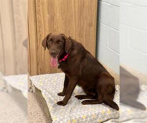 Labrador Retriever Dogs for adoption in Brighton, CO, USA