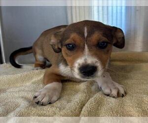 American Pit Bull Terrier-Unknown Mix Dogs for adoption in Salisbury, NC, USA