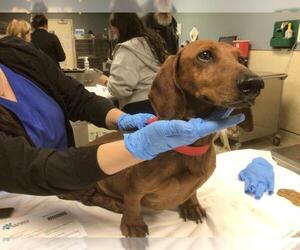 Dachshund Dogs for adoption in Riverside, CA, USA