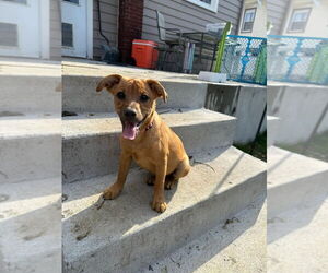 Beagle-Unknown Mix Dogs for adoption in Aurora, IN, USA