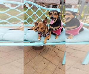 Miniature Pinscher Dogs for adoption in Scottsboro, AL, USA