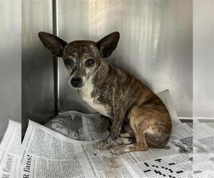 Chihuahua-Unknown Mix Dogs for adoption in Visalia, CA, USA