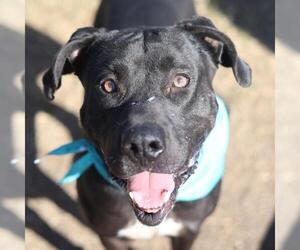 Labrador Retriever-Unknown Mix Dogs for adoption in San Antonio, TX, USA