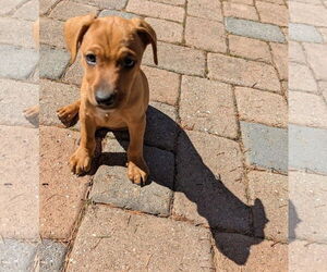 Chihuahua Dogs for adoption in Mechanicsburg, PA, USA